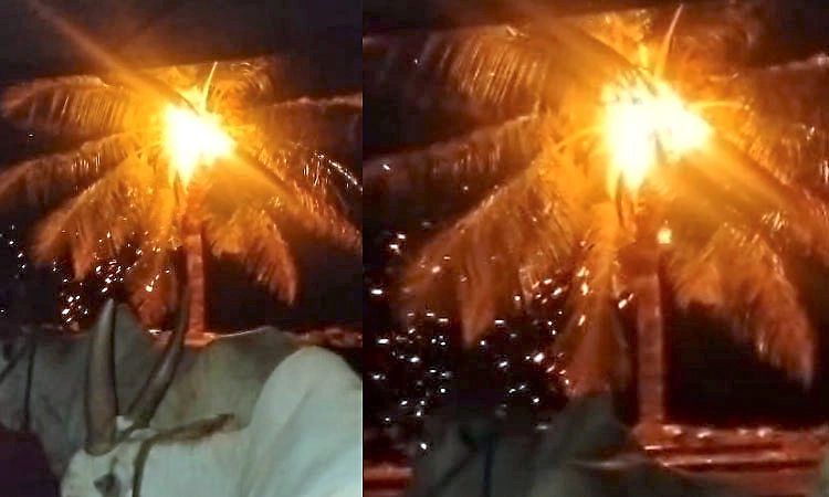 ಸಿಡಿಲಿಗೆ ಹೊತ್ತಿ ಉರಿದ ತೆಂಗಿನ ಮರ... ತಪ್ಪಿದ ದುರಂತ