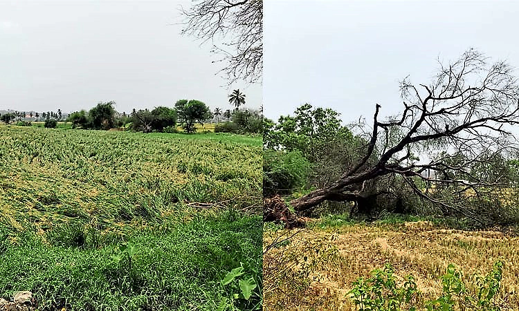 Unseasonal rain damages paddy, mango crops in Gangavathi; farmers seek compensation