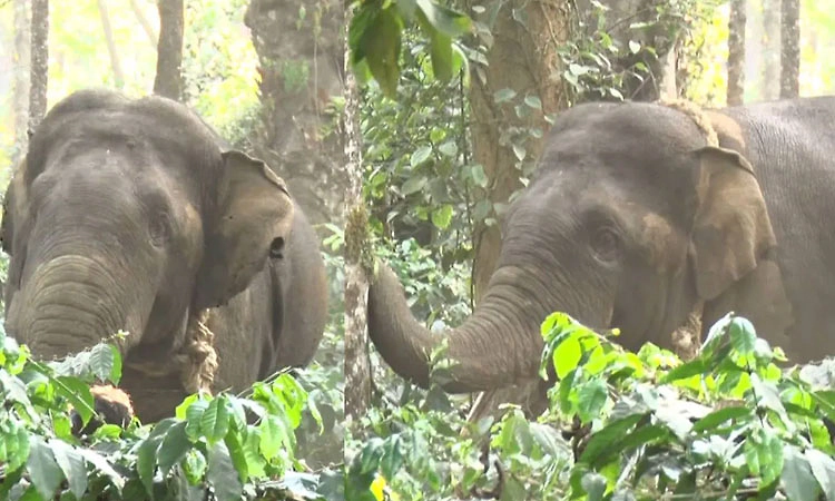 ಸೆರೆ ಸಿಕ್ಕ ಕಾಡಾನೆ ಪರಾರಿ ಬೆನ್ನಲ್ಲೇ, ಕಾವಾಡಿ ಮೇಲೆ ಕುಮ್ಕಿ ಆನೆ ದಾಳಿ
