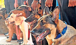 ಡಿಟೆಕ್ಟಿವ್ ಸ್ಪೆಷಲಿಸ್ಟ್ ಪೊಲೀಸ್‌ ಶ್ವಾನಗಳು