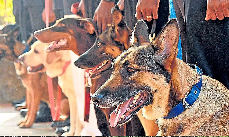 ಡಿಟೆಕ್ಟಿವ್ ಸ್ಪೆಷಲಿಸ್ಟ್ ಪೊಲೀಸ್‌ ಶ್ವಾನಗಳು