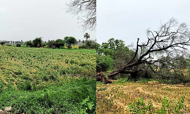 ಗಂಗಾವತಿ: ಅಕಾಲಿಕ ಮಳೆ: ನೆಲಕ್ಕುರುಳಿದ ಭತ್ತದ ಬೆಳೆ, ಮಾವಿನ ಫಸಲು; ಪರಿಹಾರಕ್ಕೆ ರೈತರ ಆಗ್ರಹ