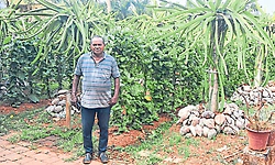 ಮುರ ಮಣ್ಣಿನಲ್ಲಿ ಸಮೃದ್ಧ ತರಕಾರಿ, ಡ್ರ್ಯಾಗನ್‌ ಫ್ರೂಟ್‌ ಬೆಳೆದ ಫಾದರ್‌