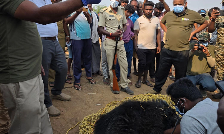 Koratagere: ಹುಚ್ಚು ಕರಡಿ ಆರ್ಭಟ, ಅರಣ್ಯ ಇಲಾಖೆ ವಾಹನದ ಟೈರ್ ಕಿತ್ತು ಎಸೆದು ದಾಳಿ