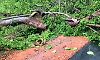 Heavy Rain: Intense downpour across Dakshina Kannada district