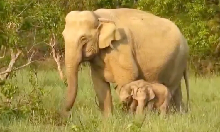 Rare twin elephant birth in Corbett National Park draws experts, tourists