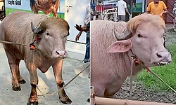 ಬಾಂಗ್ಲಾ ಮಾರುಕಟ್ಟೆಯಲ್ಲಿ 'ಡೊನಾಲ್ಡ್ ಟ್ರಂಪ್', 'ನೆತನ್ಯಾಹು' ಎಮ್ಮೆಗಳದ್ದೇ ಹವಾ!