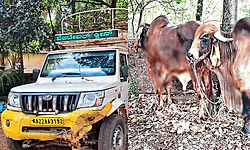 ಅಂಕೋಲಾ: ಅಕ್ರಮ ಜಾನುವಾರು ಸಾಗಾಟ; ಇಬ್ಬರ ಬಂಧನ