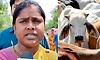 ಹಸುಗಳ ಜನನ ಪ್ರಮಾಣ ಪತ್ರ ತೋರಿಸಿ: ಪ.ಬಂಗಾಳ ಶಾಸಕಿ!