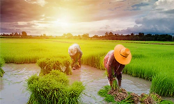 SDM Soukhyavana to hold annual paddy transplantation drive on July 19