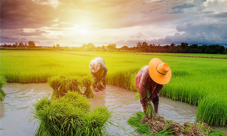 SDM Soukhyavana to hold annual paddy transplantation drive on July 19