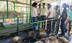 Koratagere: ಕೆಮಿಕಲ್ ಮೇವು ತಿಂದ 62 ಕುರಿಗಳು ಸ್ಥಳದಲ್ಲೇ ಸಾವು