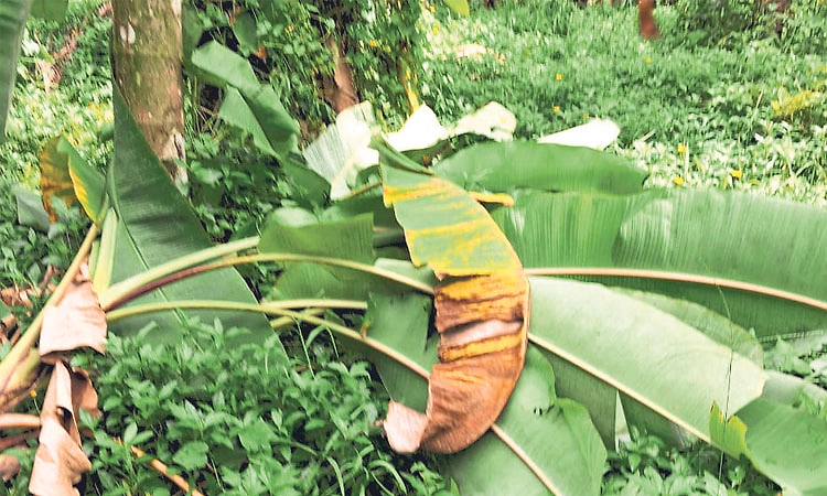 Belthangady: ಪುದುವೆಟ್ಟು ಗ್ರಾಮದ ಮೇಲಿನಡ್ಕ ಪರಿಸರದಲ್ಲಿ ಕಾಡಾನೆ ಹಾವಳಿ; ಗ್ರಾಮಸ್ಥರ ಆತಂಕ