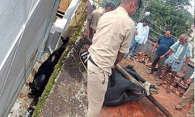 Bhadravathi: ಓಣಿ ನಡುವೆ, ಮನೆ ಮಹಡಿ ಮೇಲೆ ಸಿಲುಕಿದ್ದ ಗೂಳಿಗಳ ರಕ್ಷಣೆ