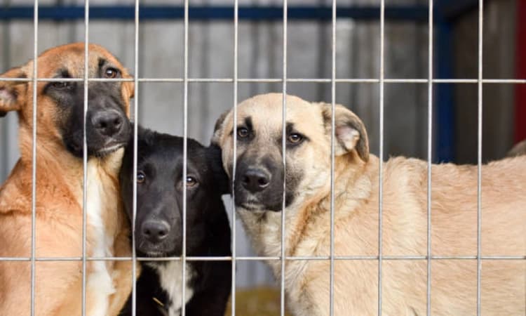 Seven injured after pack of stray dogs attacks woman teacher and others in Belur