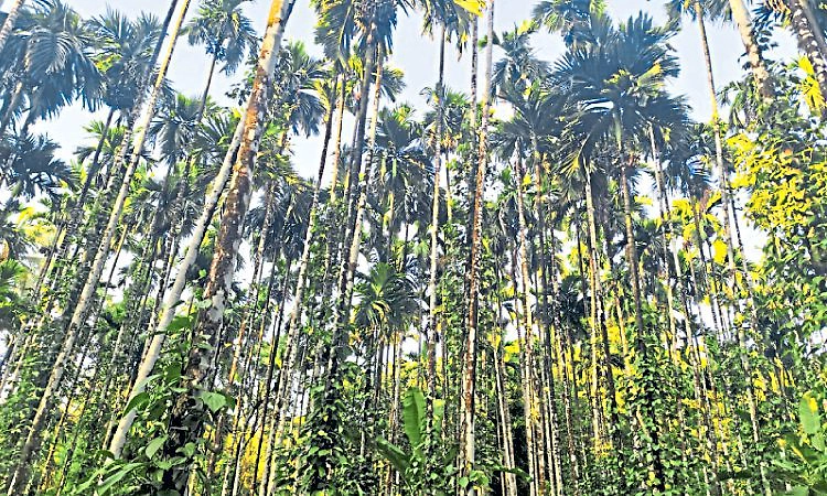 ಜನಪ್ರಿಯವಾಗುತ್ತಿದೆ ಅಡಿಕೆ ತೋಟ ಲೀಸ್