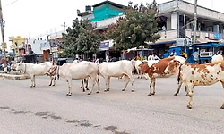 ಗೋ ಕಳ್ಳತನ, ಗೋ ಅಕ್ರಮ ಸಾಗಾಟ, ವಧೆ ಪ್ರಕರಣವು ಇಳಿಮುಖ