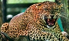 Hanur: Shepherd injured in leopard attack in Gundapur forest area