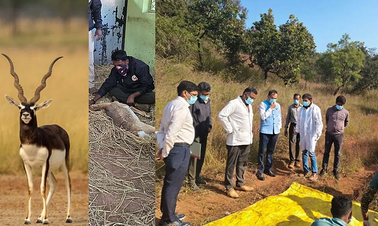 ಬೆಳಗಾವಿ ಮೃಗಾಲಯದಲ್ಲಿ ಮತ್ತೊಂದು ಕೃಷ್ಣಮೃಗ ಸಾವು