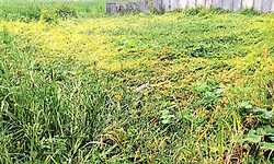 ಮಳೆ, ಬಿರುಗಾಳಿಗೆ ನೆಲಕಚ್ಚಿದ ರಾಗಿ ಬೆಳೆ