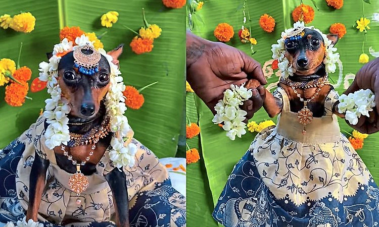 Video: ಗರ್ಭಿಣಿಯಾದ ಸಾಕು ನಾಯಿಗೆ ಸೀಮಂತ ಕಾರ್ಯಕ್ರಮ ನಡೆಸಿ ಸಂಭ್ರಮಾಚರಿಸಿಕೊಂಡ ಕುಟುಂಬ