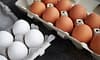 Karnataka collects samples to test claims about cancer causing substances in eggs
