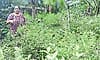 Kasaragod: Madhur woman built her livelihood through jasmine farming