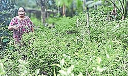 Kasaragod: Madhur woman built her livelihood through jasmine farming