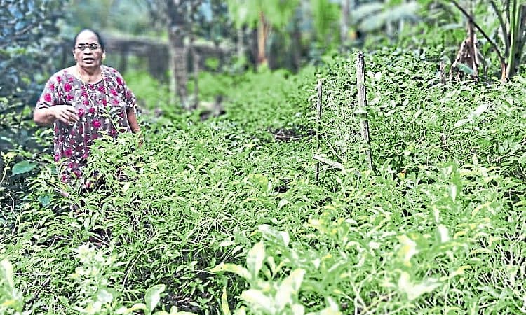 Kasaragod: Madhur woman built her livelihood through jasmine farming