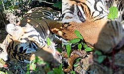 Tiger dies after falling into pit in Madikeri