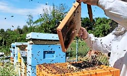 Karkala: ಜಿಲ್ಲೆಯಲ್ಲಿ ಜೇನು ಸಾಕಣೆಗೆ ಒಲವು