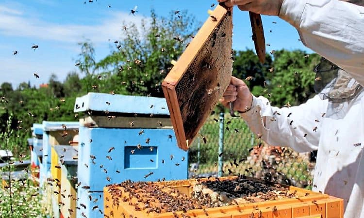 Karkala: ಜಿಲ್ಲೆಯಲ್ಲಿ ಜೇನು ಸಾಕಣೆಗೆ ಒಲವು