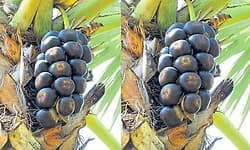 Kota: ತಾಳೆ ಮರ ಏರಲು ಕಾರ್ಮಿಕರೇ ಸಿಗುತ್ತಿಲ್ಲ!