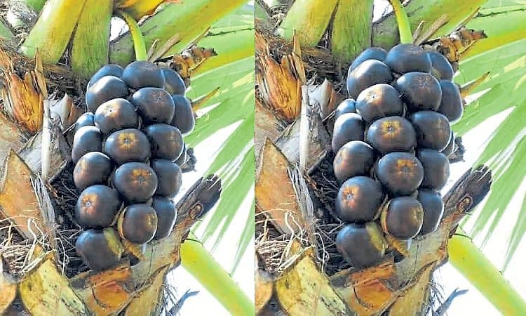 Kota: ತಾಳೆ ಮರ ಏರಲು ಕಾರ್ಮಿಕರೇ ಸಿಗುತ್ತಿಲ್ಲ!