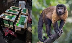 Anekal: ಬನ್ನೇರುಘಟ್ಟಕ್ಕೆ ಕ್ಯಾಪುಚಿನ್ ಕೋತಿ ಆಗಮನ