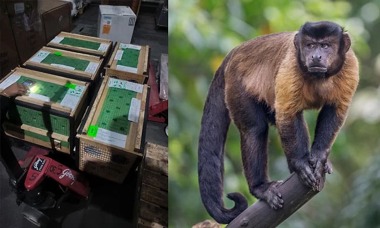 Anekal: ಬನ್ನೇರುಘಟ್ಟಕ್ಕೆ ಕ್ಯಾಪುಚಿನ್ ಕೋತಿ ಆಗಮನ