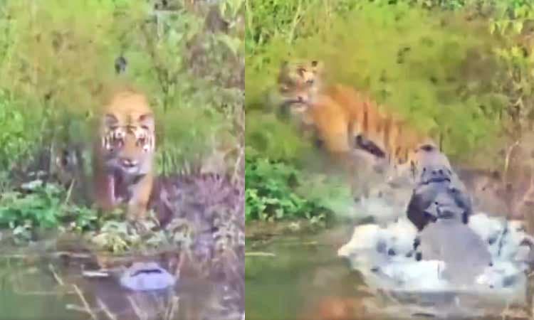 Narrowly Escapes: ಮೊಸಳೆ ದಾಳಿಯಿಂದ ಕೂದಲೆಳೆ ಅಂತರದಲ್ಲಿ ಪಾರಾದ ಹುಲಿ...