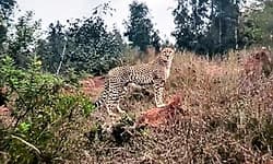 Gudibande: ಚಿರತೆ ಹಾವಳಿ; ಎಚ್ಚೆತ್ತುಕೊಳ್ಳುತ್ತಿಲ್ಲ ಅರಣ್ಯ ಇಲಾಖೆ