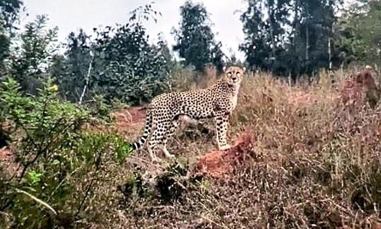 Gudibande: ಚಿರತೆ ಹಾವಳಿ; ಎಚ್ಚೆತ್ತುಕೊಳ್ಳುತ್ತಿಲ್ಲ ಅರಣ್ಯ ಇಲಾಖೆ