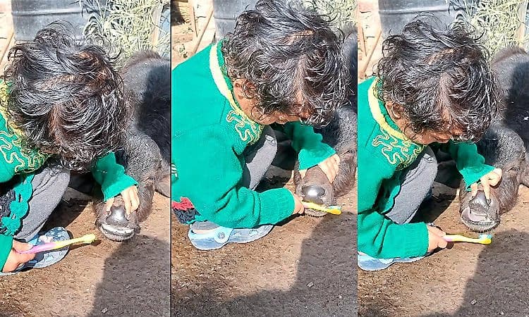 Viral Video: ಎಮ್ಮೆ ಕರುವಿಗೆ ಹಲ್ಲುಜ್ಜಿಸಲು ಹರಸಾಹಸ ಪಟ್ಟ ಬಾಲಕಿ