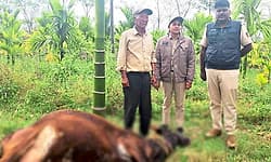 Hunsur: ಹುಲಿ ದಾಳಿಗೆ ಹಸು ಬಲಿ; ಸ್ಥಳೀಯರಲ್ಲಿ ಆತಂಕ