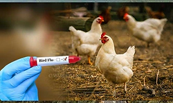 Bird flu alert sounded in Kerala's Iritty after crow deaths