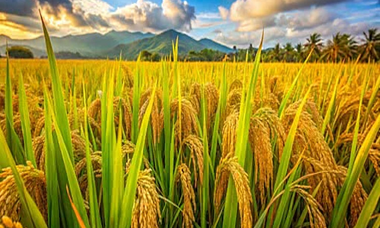 Karnataka bags second rank in implementing Central crop Insurance scheme