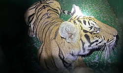 Another tiger cub captured in Nanjedevanapura during major operation