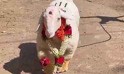 ಬಂಡೂರು ತಳಿ ಟಗರು 1.35 ಲಕ್ಷ ರೂ.ಗೆ ಮಾರಾಟ