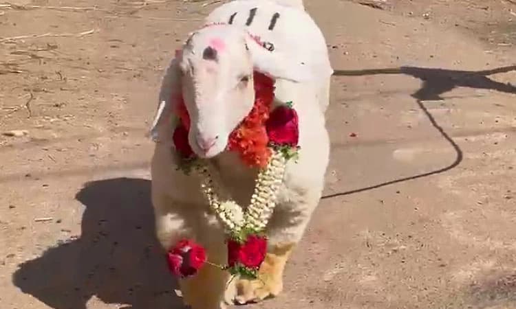 ಬಂಡೂರು ತಳಿ ಟಗರು 1.35 ಲಕ್ಷ ರೂ.ಗೆ ಮಾರಾಟ