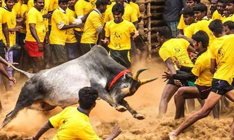 Jallikattu; ಜಲ್ಲಿಕಟ್ಟು ನಡೆಯುತ್ತಿದ್ದ  ವೇಳೆ ಗೂಳಿ ತಿವಿದು ಪ್ರೇಕ್ಷಕ ಸಾವು