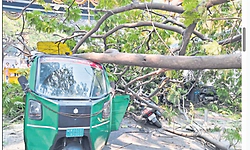 ಆಟೋ ಮೇಲೆ ಬಿದ್ದ ಮರ: ಚಾಲಕ, ಪ್ರಯಾಣಿಕರು ಪಾರು