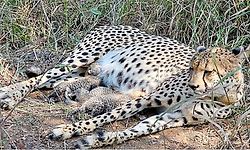 ಕುನೋದಲ್ಲಿ 'ಗಾಮಿನಿ'ಯ ಹ್ಯಾಟ್ರಿಕ್ ಸಂಭ್ರಮ: ಮೂರು ಮರಿಗಳಿಗೆ ಜನ್ಮ ನೀಡಿದ ದ.ಆಫ್ರಿಕಾದ ಚೀತಾ!