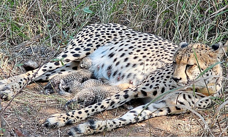 ಕುನೋದಲ್ಲಿ 'ಗಾಮಿನಿ'ಯ ಹ್ಯಾಟ್ರಿಕ್ ಸಂಭ್ರಮ: ಮೂರು ಮರಿಗಳಿಗೆ ಜನ್ಮ ನೀಡಿದ ದ.ಆಫ್ರಿಕಾದ ಚೀತಾ!